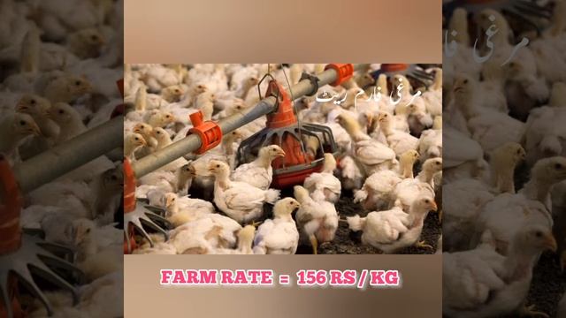 KARACHI || 27/01/22 || BROILER CHICKEN PRICE смотреть онлайн