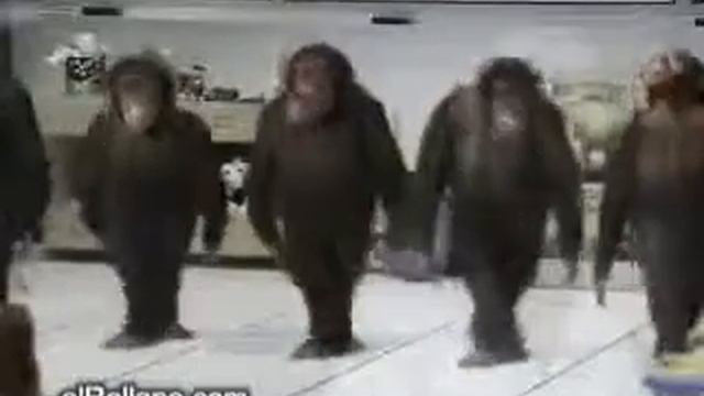 Танцующие обезьянки смотреть онлайн
