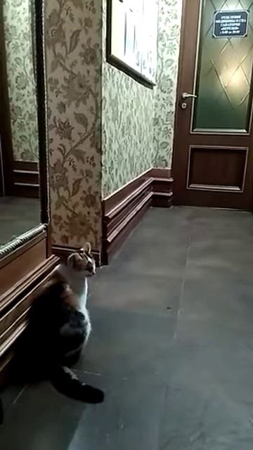 Жизнь санатория глазами кошки Муси. смотреть онлайн