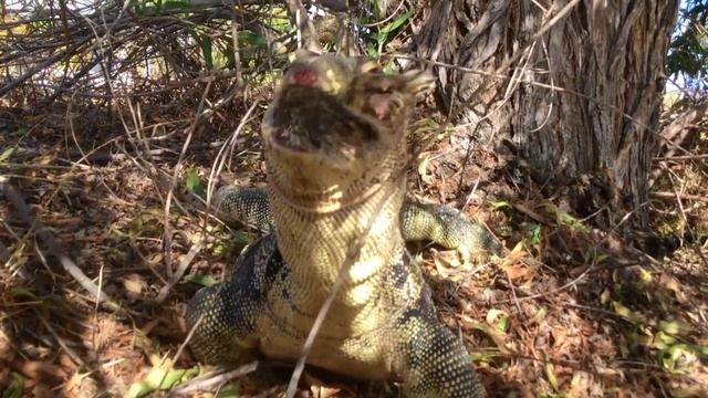 Lizard Climbs Tree—Eats Squirrel смотреть онлайн