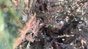 Если птицы свили гнездо у вас на участке, к чему готовиться?