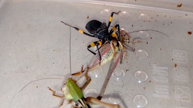 Клоп хищнец vs Кузнечик, Кто сильнее? (Assassin bug vs Katydid, 刺客蟲 vs 螽斯). смотреть онлайн