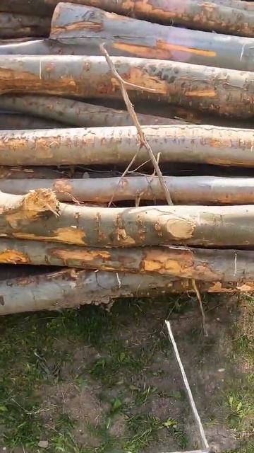 Scheitholz aus Baumstämmen machen: Schritt 1 mit Motorsäge ablängen смотреть онлайн