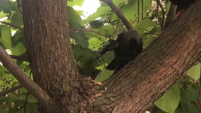 Кинокомедия. Гриша смотреть онлайн