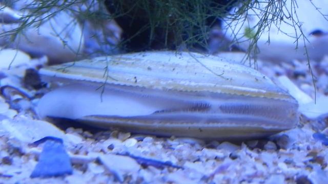Clam from the black sea (Donax trunculus) смотреть онлайн