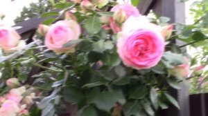 Плетистая роза Эден Роуз  / Пьер де Ронсар /