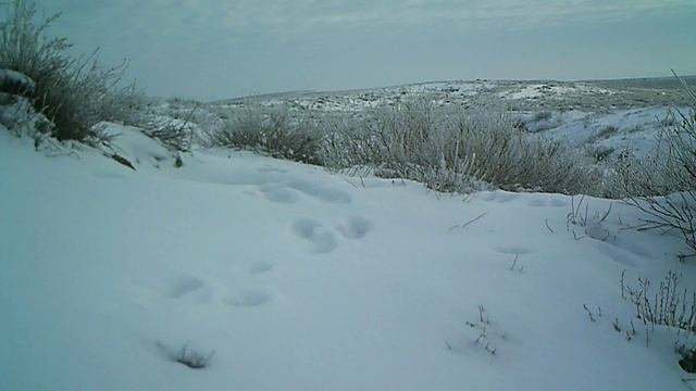 Степной кот