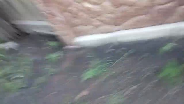 Чёрная собака Гавкает смотреть онлайн
