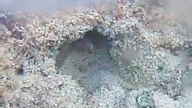 мурена смотреть онлайн