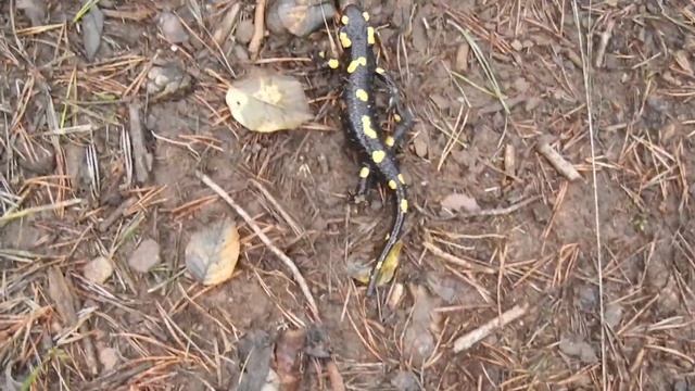 Salamandra salamandra - Biotopo Le Grave (TN) - 14 ottobre 2012 смотреть онлайн