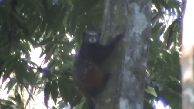 Sauim / Saddleback Tamarin (Saguinus fuscicollis weddelli) смотреть онлайн
