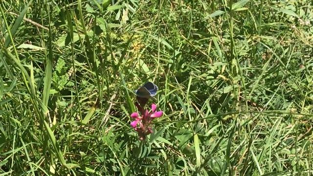 イカルスウスルリシジミPolyommatus icarus (Common Blue) 2024/06/27 Les Launes France смотреть онлайн
