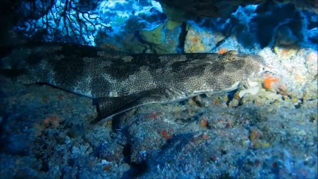 20180521　オオセ他 смотреть онлайн