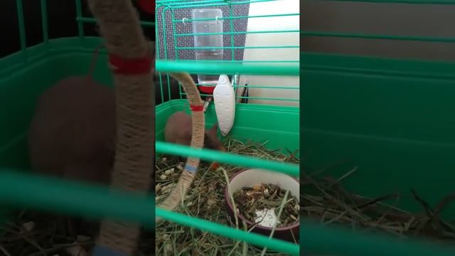 Добби. Морковка - любимое лакомство! смотреть онлайн