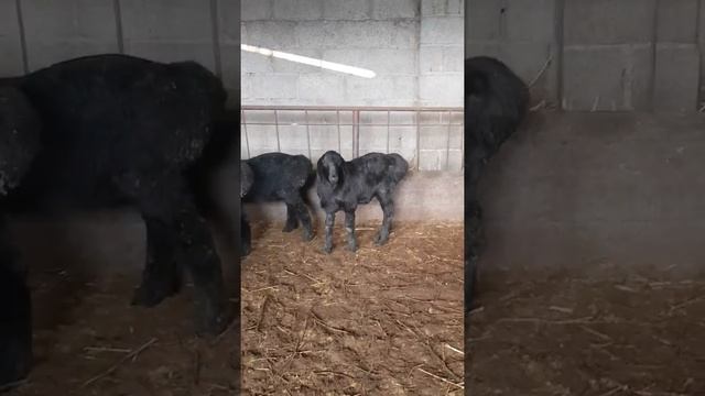 Гиссарские бараны (баранчики 2019 года) ватцап. +77014644545 Бекжан Омаров смотреть онлайн