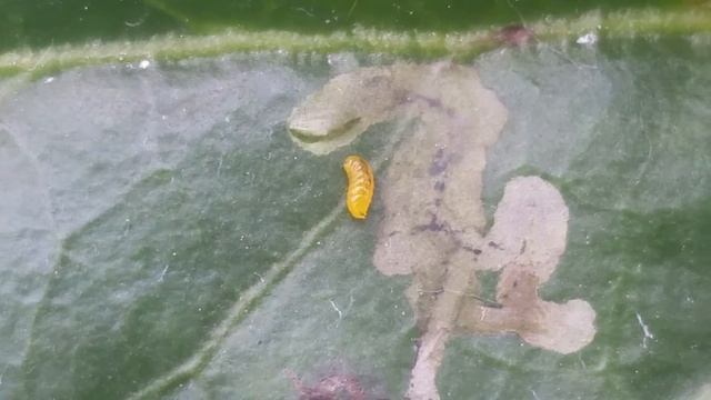 Liriomyza trifolii [American Serpentine Leafminer] Pre-puparia Emerging from Leaf Mine. смотреть онлайн