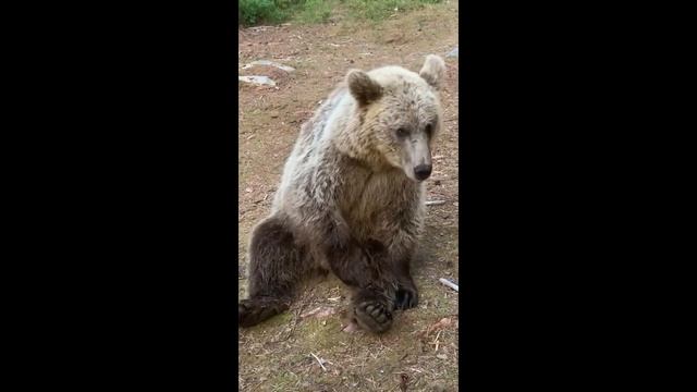 Karelian Wildlife, или Почесон по-карельски смотреть онлайн