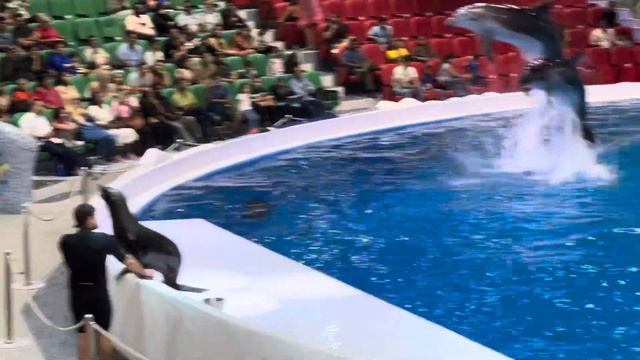 Шоу морских котиков и дельфинов. смотреть онлайн