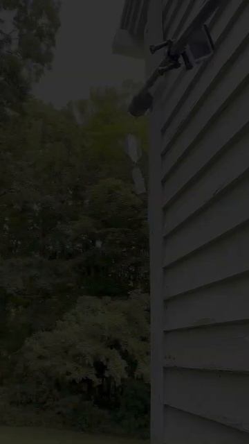 Sneaky wasps living in woodpecker hole смотреть онлайн