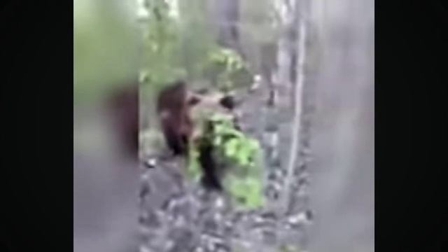 мужик пнул медведя смотреть онлайн