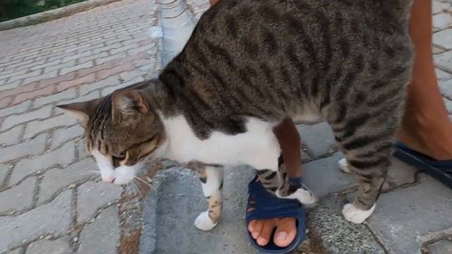 Black Cat With A White Spot On Her Neck Is Very Cute And Loving