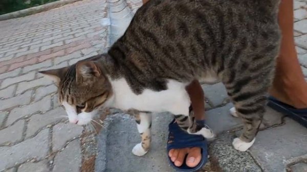 Black cat with a white spot on her neck is very cute and loving