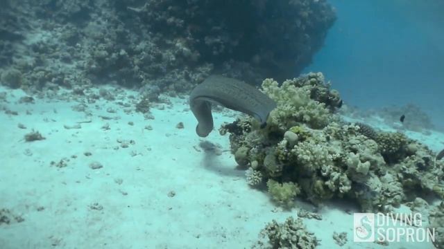 Muréna Hurghada közelében смотреть онлайн