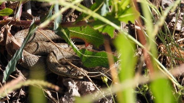 Schlingnatter (Coronella austriaca) klettert im Fels. Moseltal bei Valwig, Apolloweg смотреть онлайн