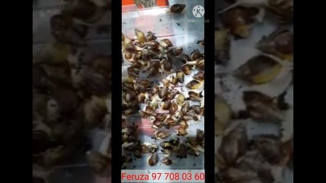 ULITKALARIM MAZZAQILDI смотреть онлайн