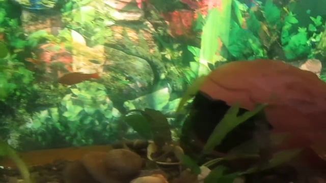 By zGaRBi (sayt clan su)chemi lamazi akvariumi смотреть онлайн