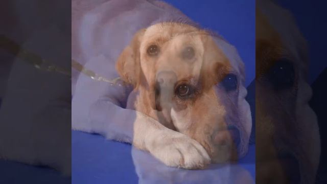 24 ABRIL | DIA MUNDIAL DEL PERRO GUÍA смотреть онлайн