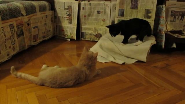 КОТЫ АНДРЕЯ БАШИРОВА смотреть онлайн