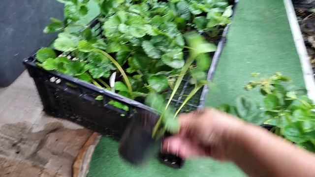 Розмір має значення !!! Об'єм контейнера для вкорінення вусиків полуниці приклад #саджанці #полуниц смотреть онлайн