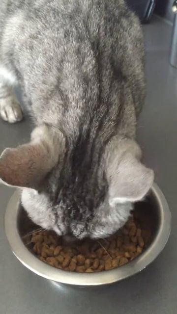 Parel test purina one смотреть онлайн