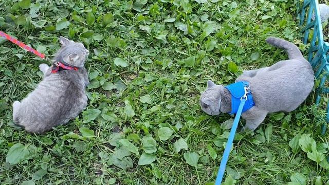 Сложное знакомство. смотреть онлайн