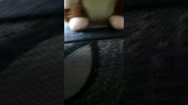 Говорящий хомяк смотреть онлайн