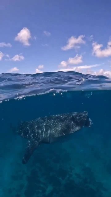 the ocean is full of untamed magic' смотреть онлайн