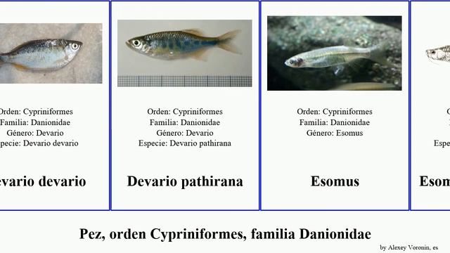 Pez, orden Cypriniformes, familia Danionidae devario fish Esomus malabaricus laubuca vaterifloris смотреть онлайн
