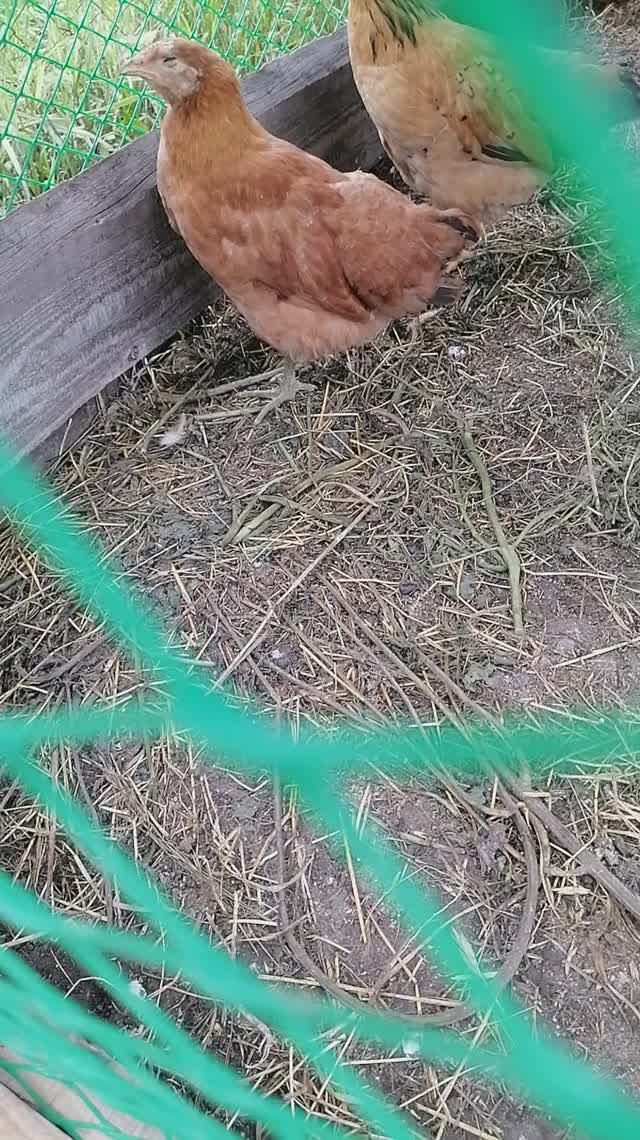 Кучинская юбилейная с зелёными лапами🙂