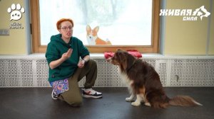 3. Обучаем собаку команде «Фу!»