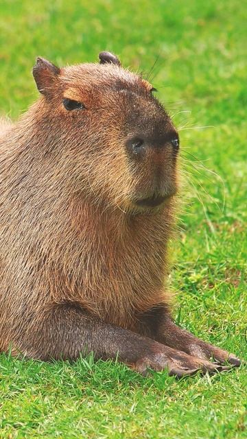 capybara song смотреть онлайн