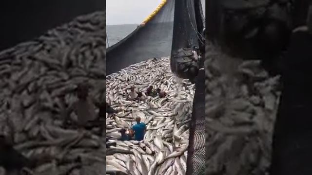 АФИГЕНЫИ УЛОВ,МНОГО,МНОГО РЫБЫ смотреть онлайн