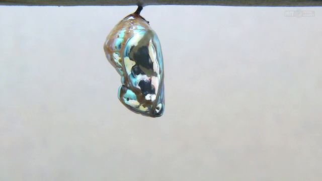 Euploea core (Common Crow) | Caterpillar to Butterfly Transformation - Timelapse смотреть онлайн