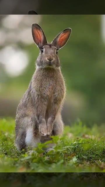 обои с зайчиками смотреть онлайн