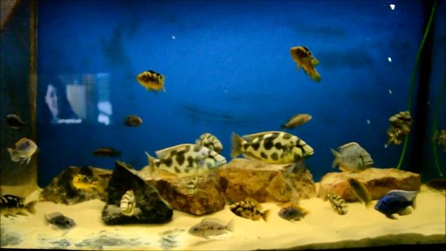 Nimbochromis Livingstoni смотреть онлайн