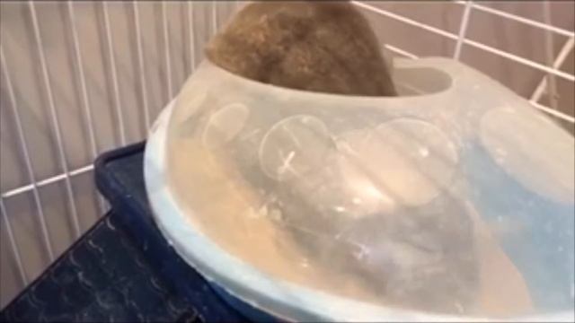 Факты о шиншиллах перед покупкой смотреть онлайн