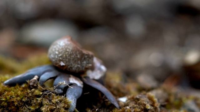 Astraeus hygrometricus смотреть онлайн