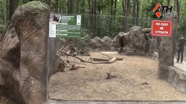 Колючее пополнение: в экопарке родились дикобразы - 31.07.2018 смотреть онлайн