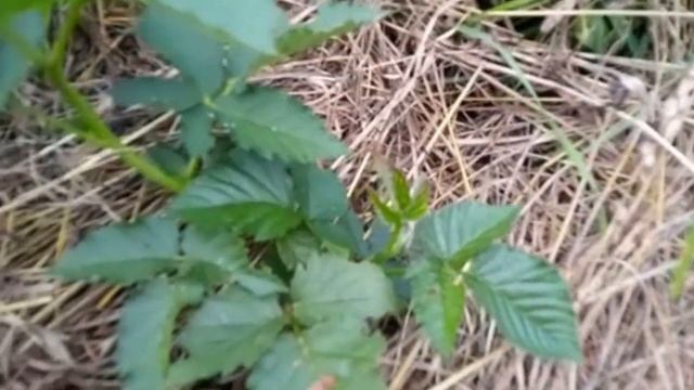 Органическая посадка ежевики на целине/Как посадить ежевику №86/24 смотреть онлайн