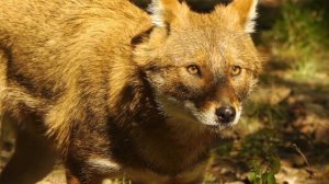 Интересные факты о шакалах